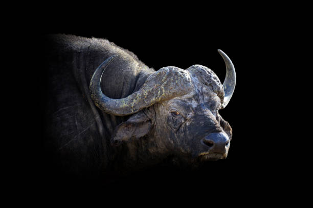 istock Buffalo isolated on black background 1281017114