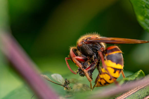 istock European hornet feeding on leaf 1281017238