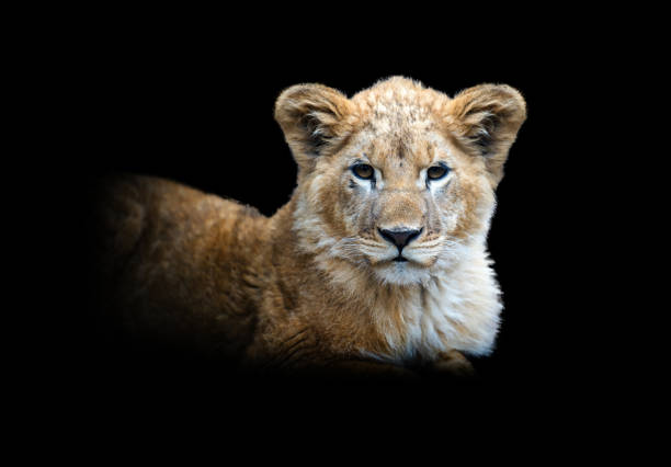 istock Lion cub isolated on black background 1281017259