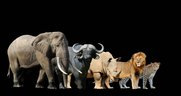 istock Big african five isolated on black background 1281017273