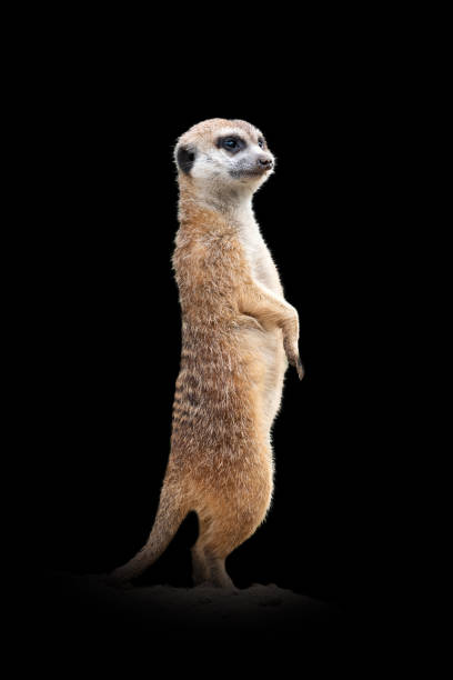 istock Meerkat isolated on black background 1281017274