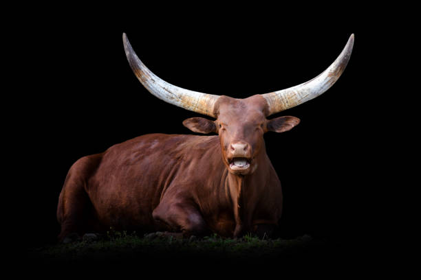 istock Ankole Watusi Longhorn isolated on black background 1281017277