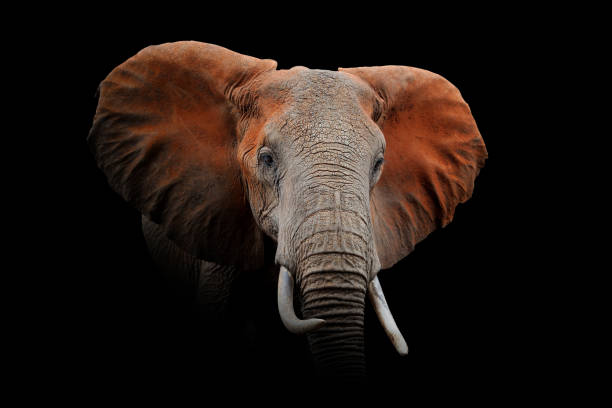 istock Elephant isolated on black background 1281017280