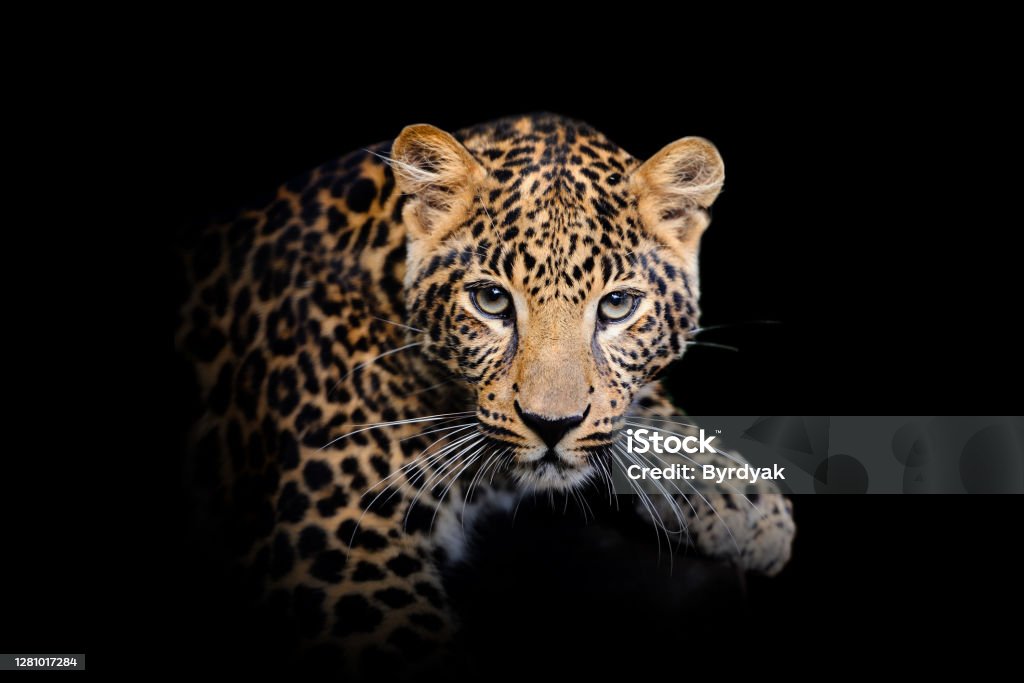 Leopard isolated on black background Close up view Leopard. Wild animal isolated on a black background Leopard Stock Photo