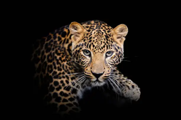 Close up view Leopard. Wild animal isolated on a black background