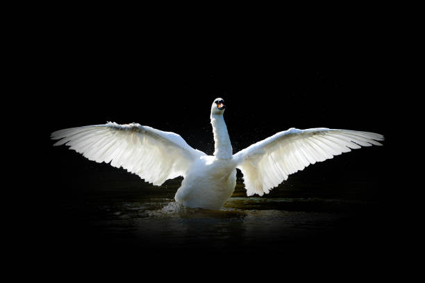 istock Swan isolated on black background 1281017301
