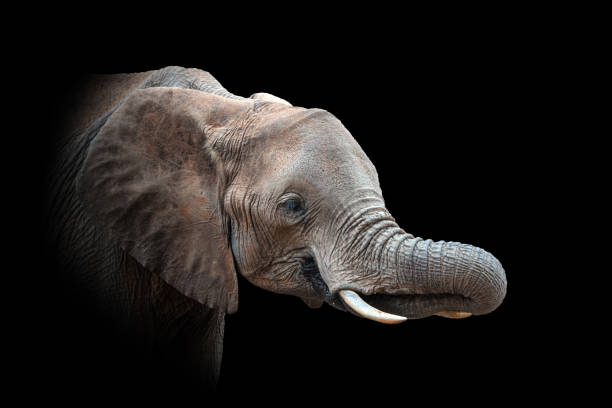 istock Elephant isolated on black background 1281017317