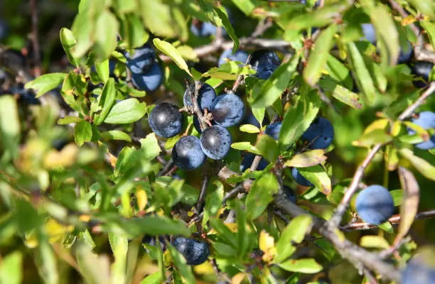 mature sloes in October