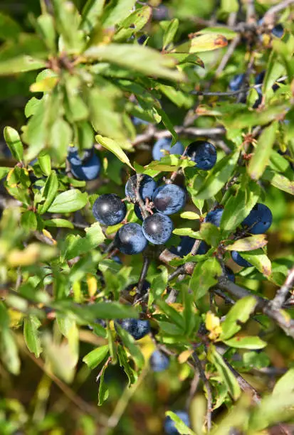 mature sloes in October