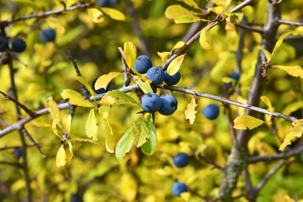 istock Schlehdorn in autumn 1281017717