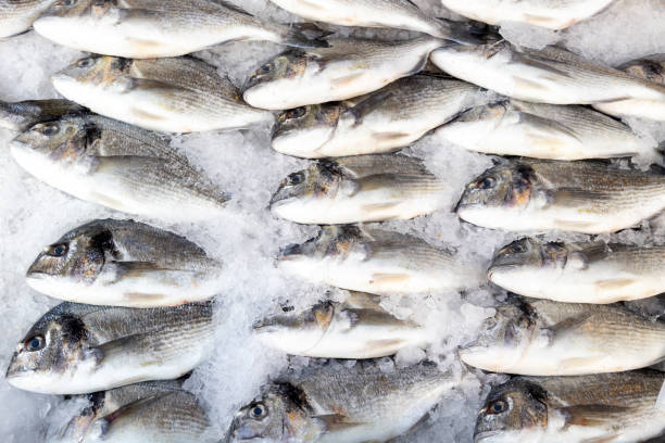 신선한 바다 광선이나 얼음에 얼어 붙은 신선한 도라도 생선에 가까이. 지중해 음식 시리즈. - iced fish 뉴스 사진 이미지