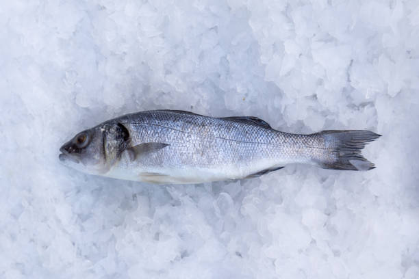 istock Closeup on one fish sold at the marked in ice 1281019211
