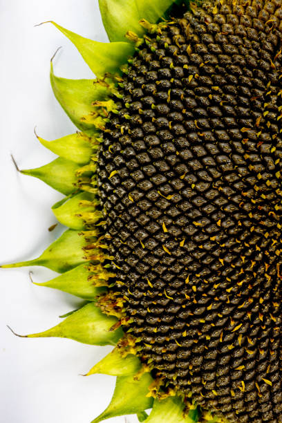 sementes de girassol no close-girassol isoladas em fundo branco. - macro close up sunflower france - fotografias e filmes do acervo