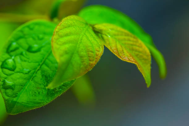 istock drops of transparent rain water on a green leaf macro 1281019587