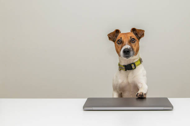 istock Dog jack russell and laptop 1281022390