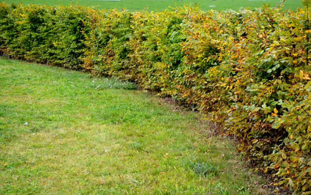 istock gray stone wall with solid wood bench folded without cement and concrete. stone quartzite durable retaining wall, garden park. trimmed fences in autumn, hornbeam hedges in a landscape park 1281022512