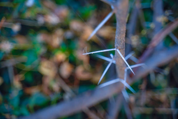 photo of plant branches with sharp thorns