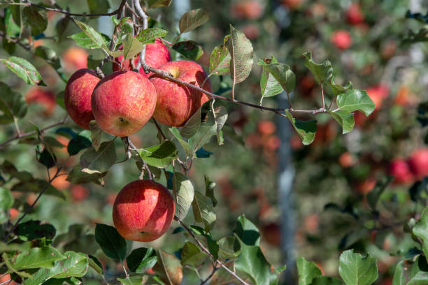 istock Apples hanging from a tree branch in an apple orchard 1281022799