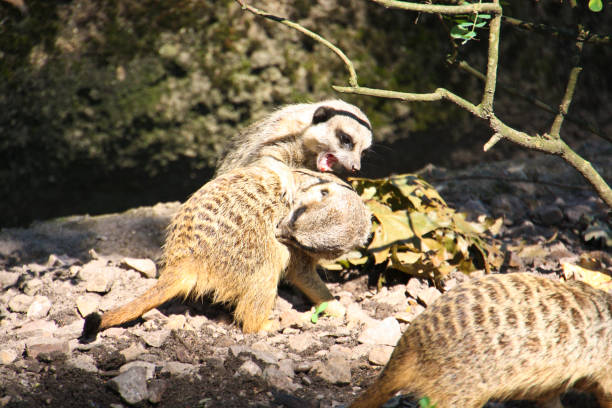 istock Meerkats playing in the outdoor enclosure 1281023114