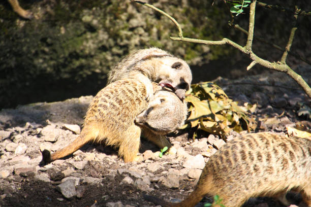 istock Meerkats playing in the outdoor enclosure 1281023273