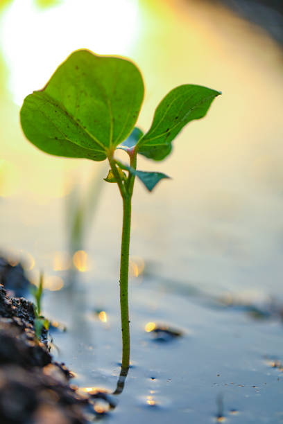 istock Small cotton plant, Born Concept , Cotton field India 1281024006
