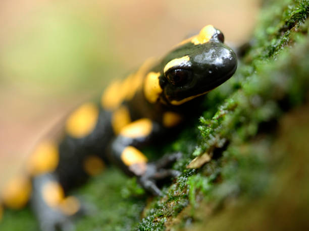 istock The fire salamander, often called the spotted lizard, (Salamandra salamandra) in an autumn wet forest 1281024014