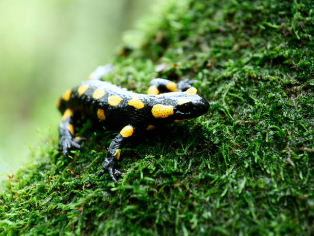 istock The fire salamander, often called the spotted lizard, (Salamandra salamandra) in an autumn wet forest 1281024164