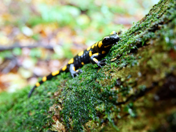 istock The fire salamander, often called the spotted lizard, (Salamandra salamandra) in an autumn wet forest 1281024190