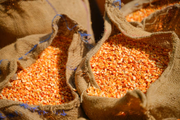 istock dry corn in jute bags 1281024420