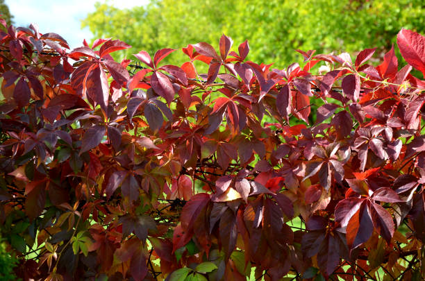 istock This deciduous woody creeper has three-lobed, later undivided, green glossy leaves, which turn crimson red in autumn. The flower is inconspicuous, small, folded into apical lattices. It blooms from July to August. Ripe fruits are blue-black frosted berrie 1281024846