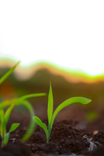 istock Growing Young Green Corn Seedling , Maize seedling in the agricultural field 1281024967