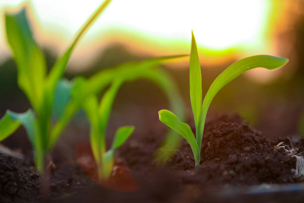 istock Growing Young Green Corn Seedling , Maize seedling in the agricultural field 1281024970