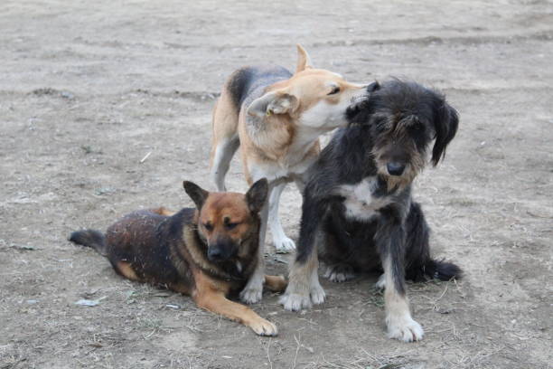 istock three stray dogs playing outdoors 1281026797