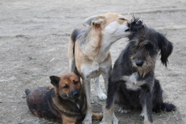 istock three stray dogs playing outdoors 1281026811