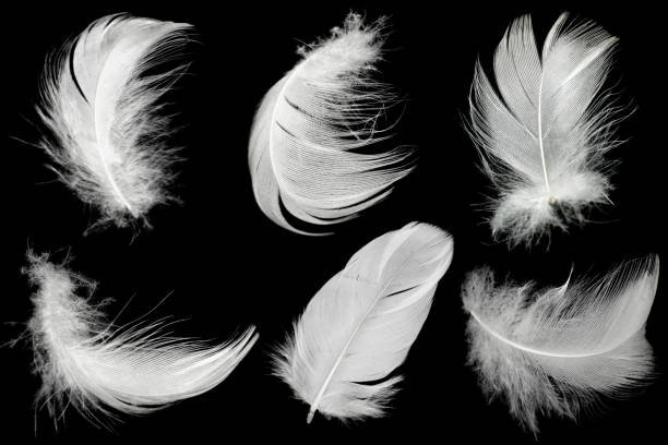 istock Beautiful collection white feather floating in air isolated on black background 1281027865