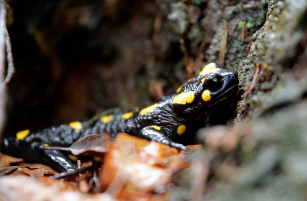istock The fire salamander, often called the spotted lizard, (Salamandra salamandra) in an autumn wet forest 1281028131