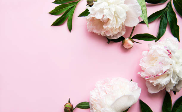 istock Peony flowers on a pink pastel background 1281028201