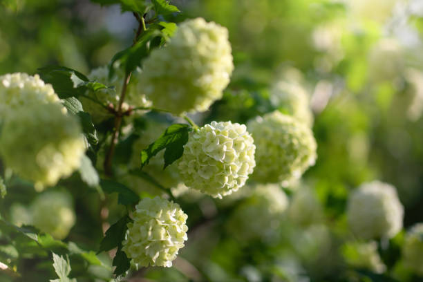 istock Blooming viburnum buldenezh, white flowers 1281028690