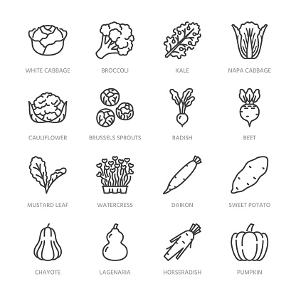 Cabbage vegetables flat line icons set. Kale, broccoli, cauliflower, brussels sprouts, radish daikon beetroot vector illustrations. Outline pictogram food store. Pixel perfect 64x64. Editable Strokes.