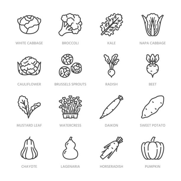 Cabbage vegetables flat line icons set. Kale, broccoli, cauliflower, brussels sprouts, radish daikon beetroot vector illustrations. Outline pictogram food store. Pixel perfect 64x64. Editable Strokes Cabbage vegetables flat line icons set. Kale, broccoli, cauliflower, brussels sprouts, radish daikon beetroot vector illustrations. Outline pictogram food store. Pixel perfect 64x64. Editable Strokes. cauliflower nutrition stock illustrations