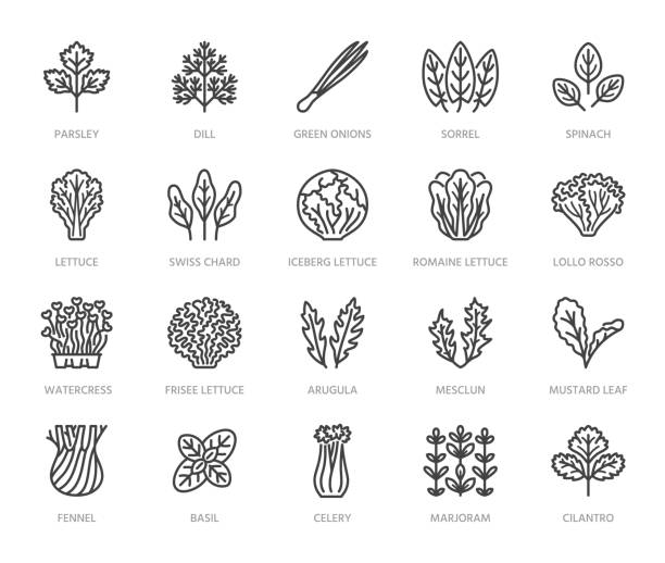 Green vegetables flat line icons set. Lettuce, spinach, cress salad, chard, dill, celery vector illustrations. Outline pictogram for fresh food vegan store. Pixel perfect 64x64. Editable Strokes Green vegetables flat line icons set. Lettuce, spinach, cress salad, chard, dill, celery vector illustrations. Outline pictogram for fresh food vegan store. Pixel perfect 64x64. Editable Strokes. arugula stock illustrations