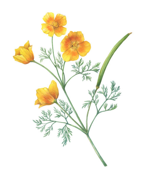 Branch with golden California poppy flower (Eschscholzia caespitosa, California sunlight, tufted and foothill poppy). Watercolor hand drawn painting illustration, isolated on white background. Branch with golden California poppy flower (Eschscholzia caespitosa, California sunlight, tufted and foothill poppy). Watercolor hand drawn painting illustration, isolated on white background. california golden poppy stock illustrations