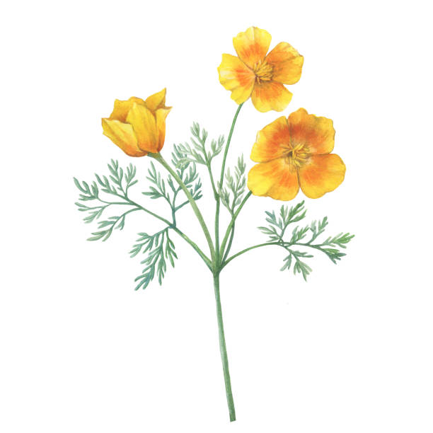 Branch with golden California poppy flower (Eschscholzia caespitosa, California sunlight, tufted and foothill poppy). Watercolor hand drawn painting illustration, isolated on white background. Branch with golden California poppy flower (Eschscholzia caespitosa, California sunlight, tufted and foothill poppy). Watercolor hand drawn painting illustration, isolated on white background. california golden poppy stock illustrations