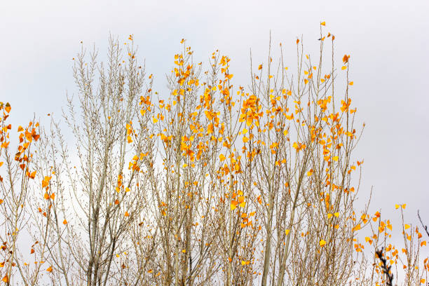 yellow poplar leaves in autumn