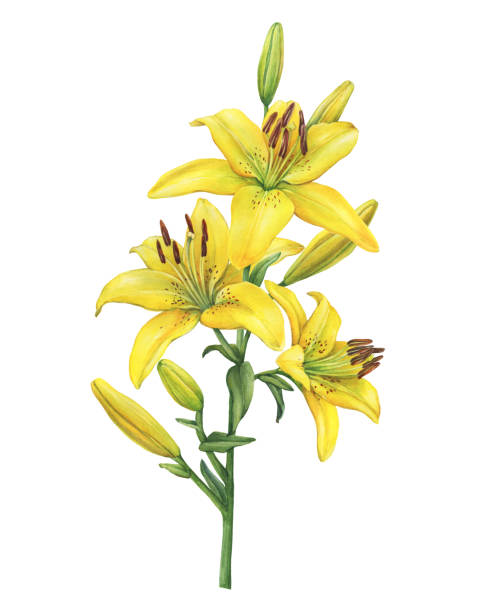 Branch with Lilium Yellow Diamond flower. Watercolor hand drawn painting illustration, isolated on white background. Branch with Lilium Yellow Diamond flower. Watercolor hand drawn painting illustration, isolated on white background. day lily stock illustrations