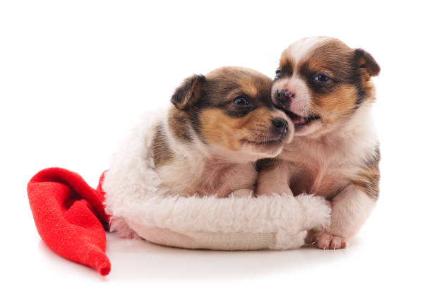 istock Two small dogs in Christmas hat. 1281030591