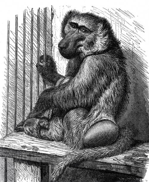 Illustration from 19th century