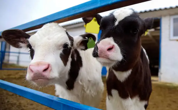 Two calves on a dairy farm Pennsylvania Holstein cow Cute calf