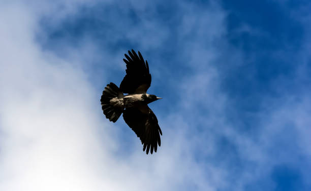 istock Hooded Crow Flying in the Sky with Wings Spread 1281030772