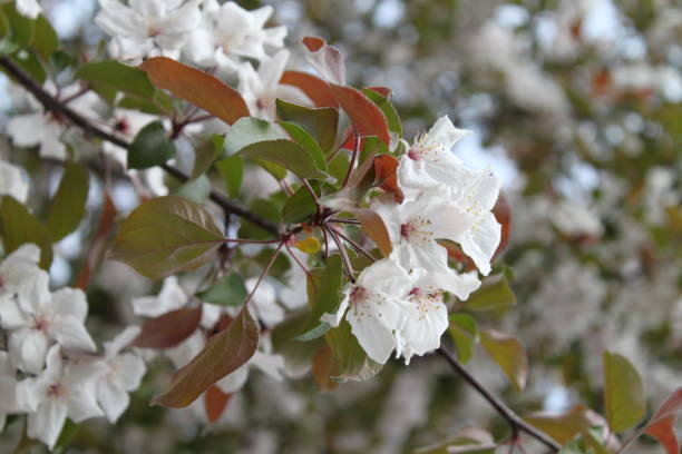 istock apple tree branch with white flowers and green fresh leaves in spring time 1281030774